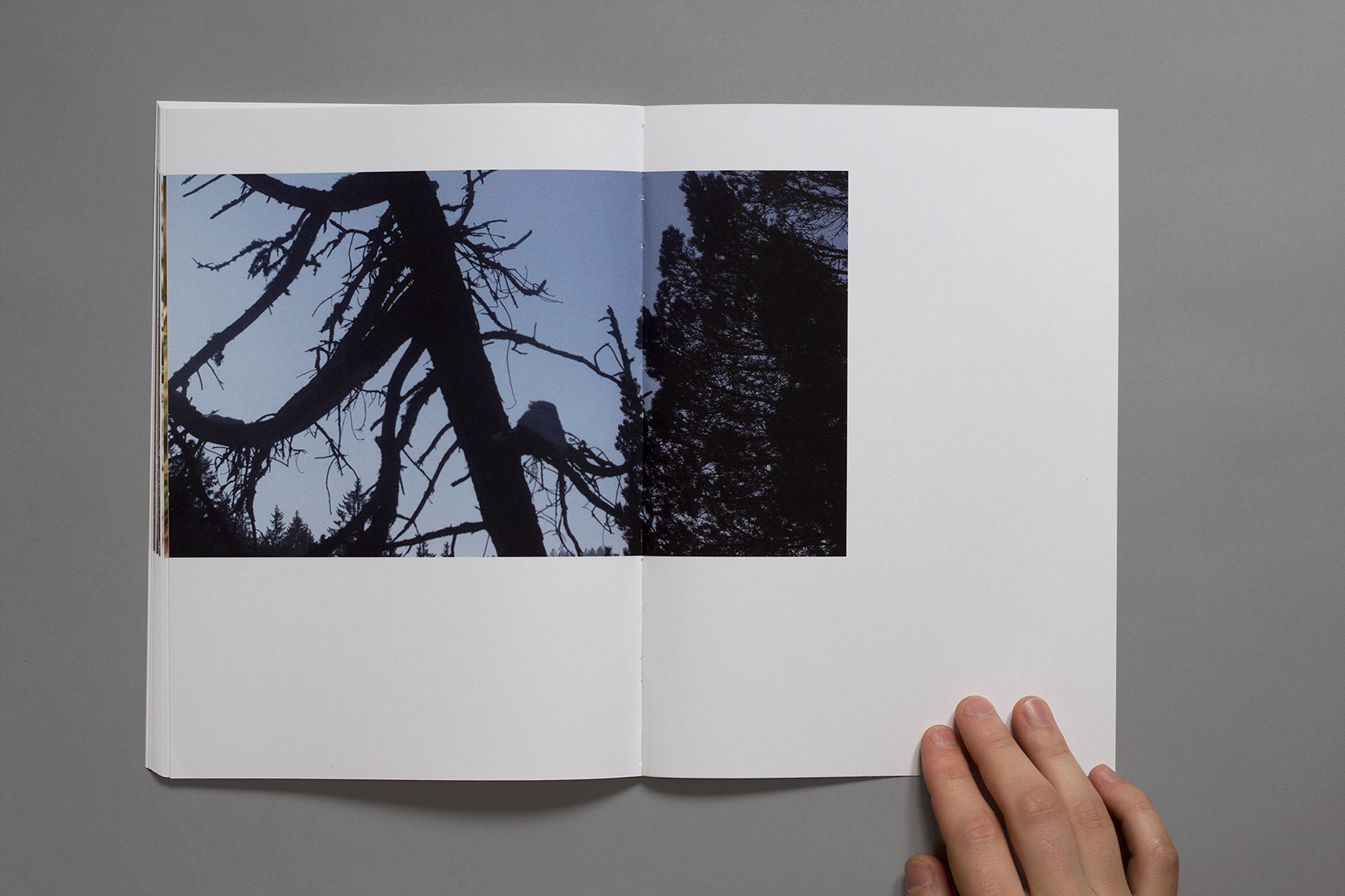 Livre, arbre, branches, photographies