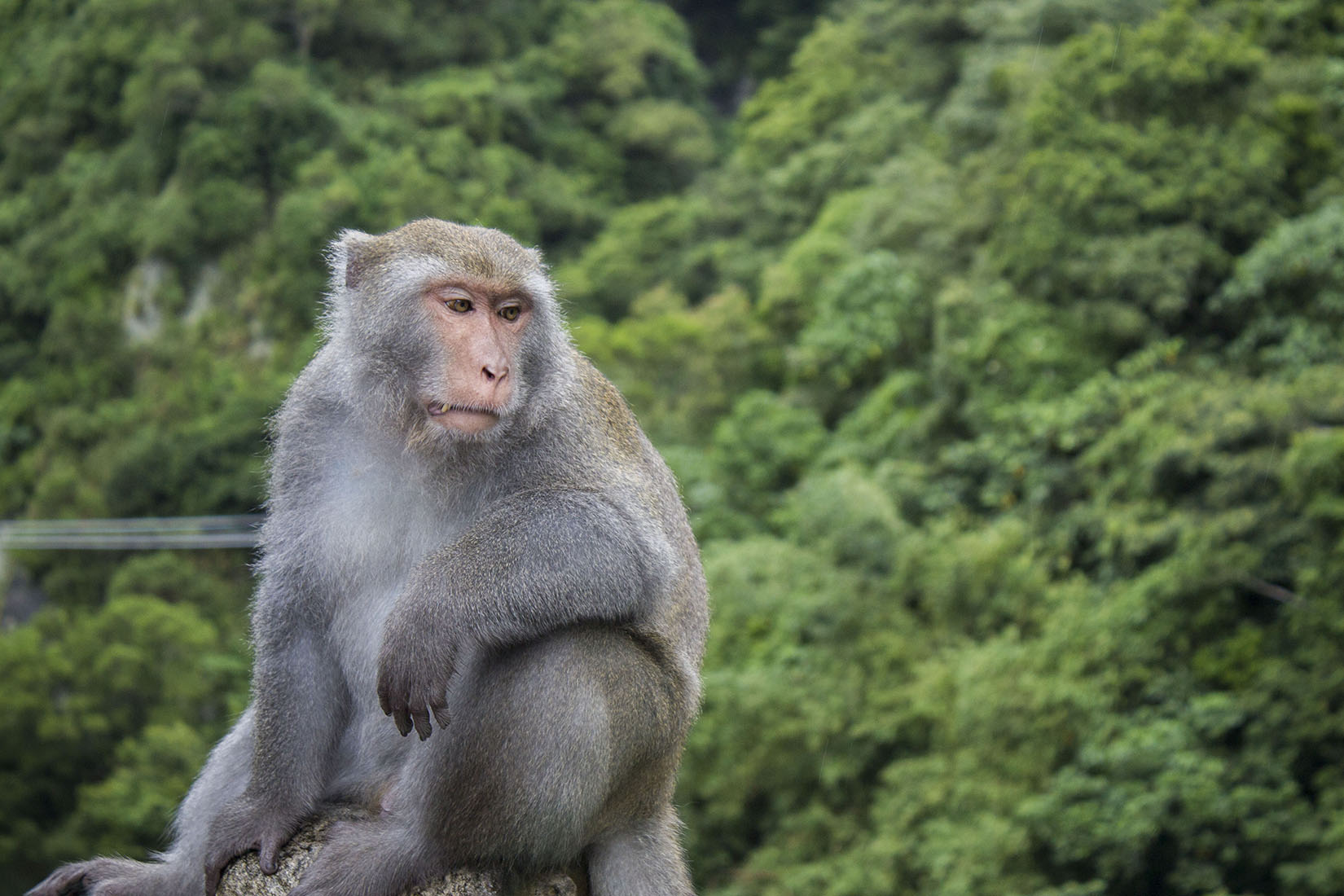 Taiwan, voyage, singe, macaque de Formose, Taitung